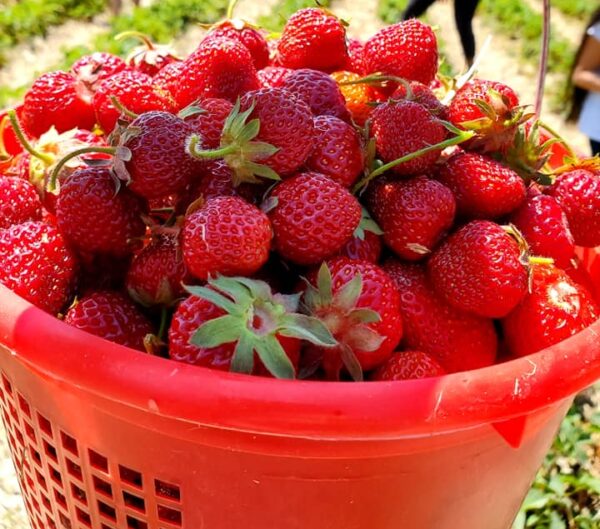 Fresh Picked Strawberries