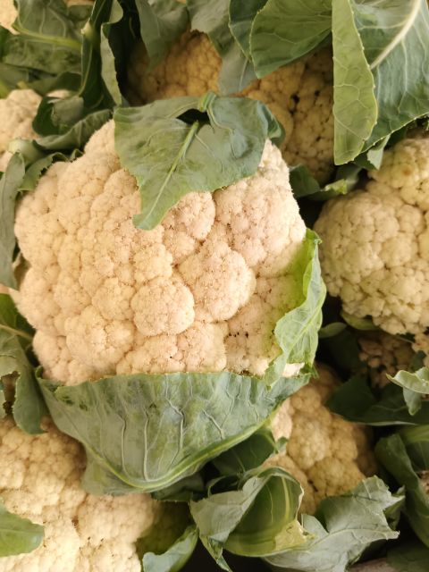 Local Cauliflower