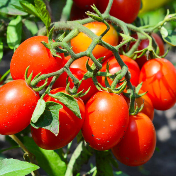 Roma Tomatoes