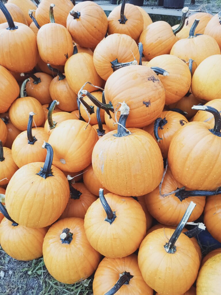 Carving Pumpkins (Free Delivery)