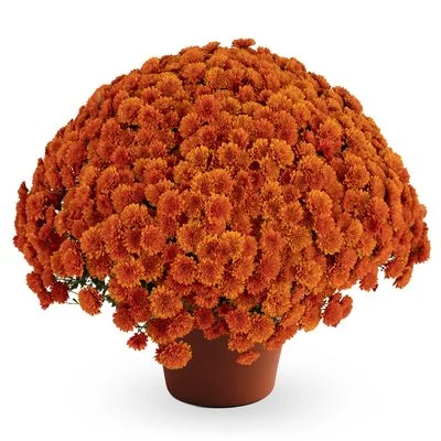 SPECIAL- 2 Bronze Potted Mums (Delivered) for $24.99