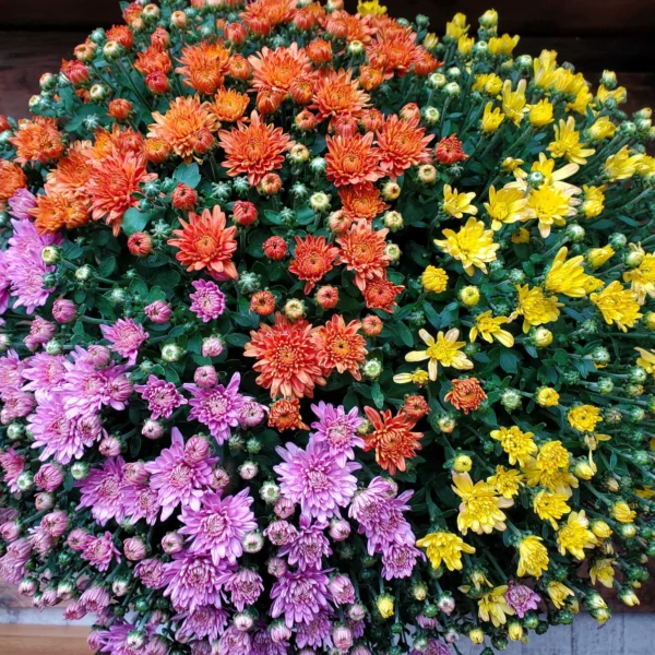 SPECIAL- 2 LARGE Tri-Colored Mums (Delivered) $39.99